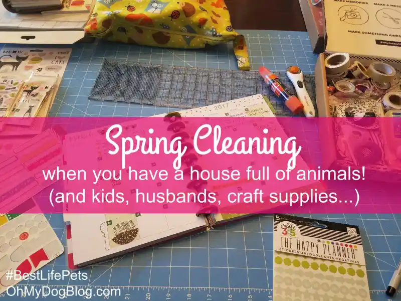 Spring Cleaning When You Have a House Full of Pets