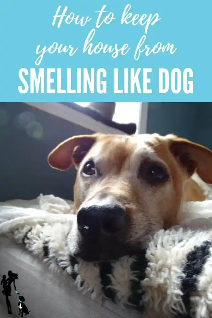 In this post, we cover 7 tips on wow to keep your house from smelling like dog! #springcleaning #dogmomhacks