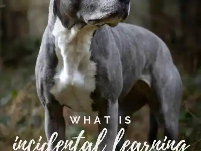 An older dark gray pit bull with a white chest and a white stripe down her nose and speckles of light gray fur dotting her cheecks stands in a sunny forest. The trees behind him are blurry so that she is the focus of the picture. The text overlay reads: What is incidental learning in dogs?