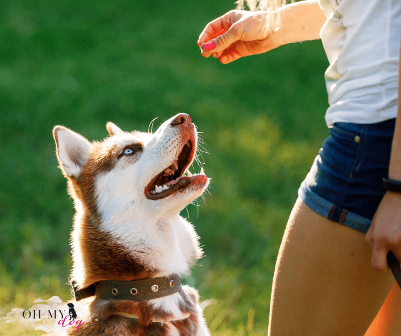 A northern breed dog with brown and white fur and clear blue eyes sits and looks up at his human. He wears a brown leather collar and only his shoulders and above are included in the picture. His person is outside the frame except the edge of her side with jean shorts and a white t-shirt. She's giving the dog a treat from her left hand and holding the dog's leather leash in her right.