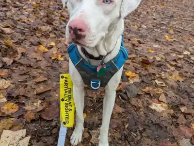 A white dog stands in the middle of a trail covered in fallen leaves. She wears a blue harness and a purple leash. The leash has a sleeve on it that reads: I'm deaf and partially sighted.