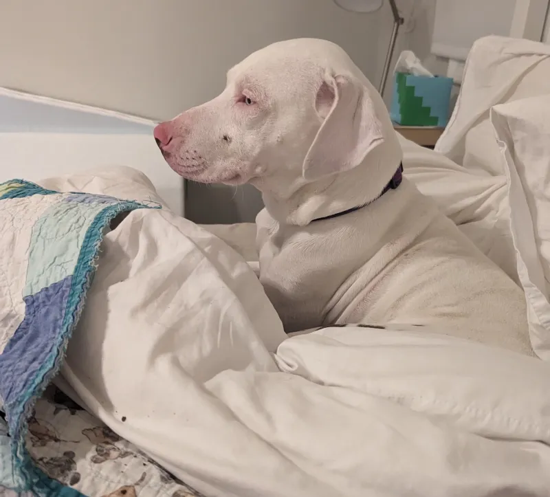 A picture of Penny her first day home. She's a white dog with a purple collar lying on a bed of crumpled sheets. She has huge scabs all over her nose and ears.