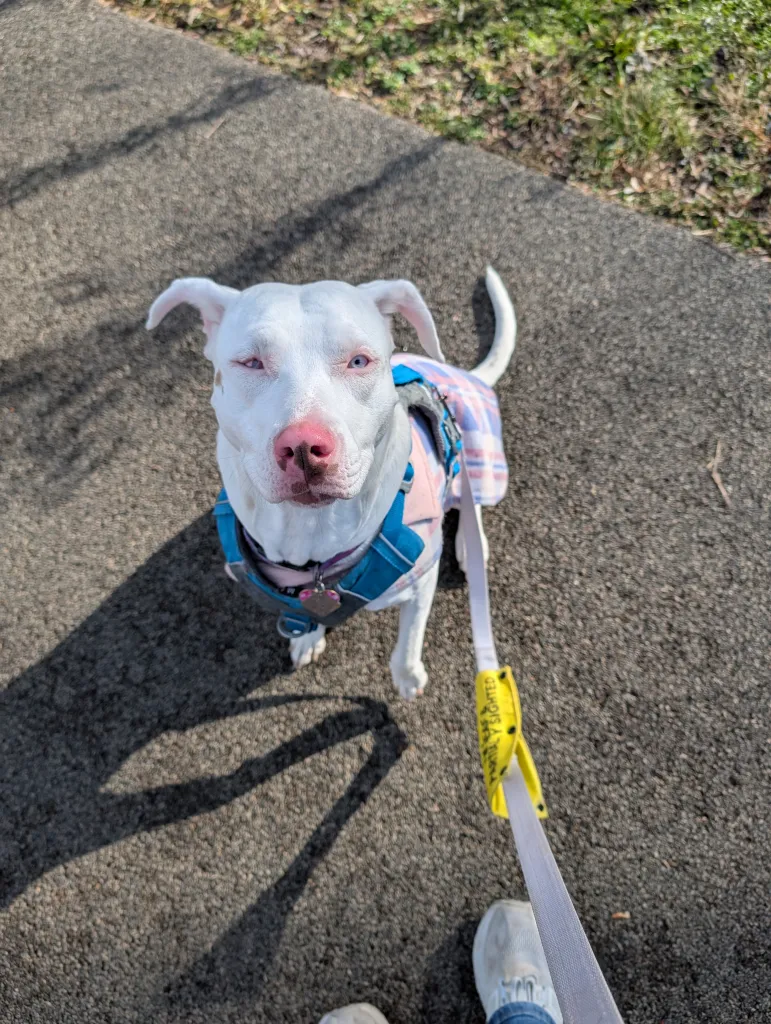 Penny, a white dog with one blue eye, sits on a sidewalk. She's wearing a pink and purple plaid jacket and  a blue harness. 