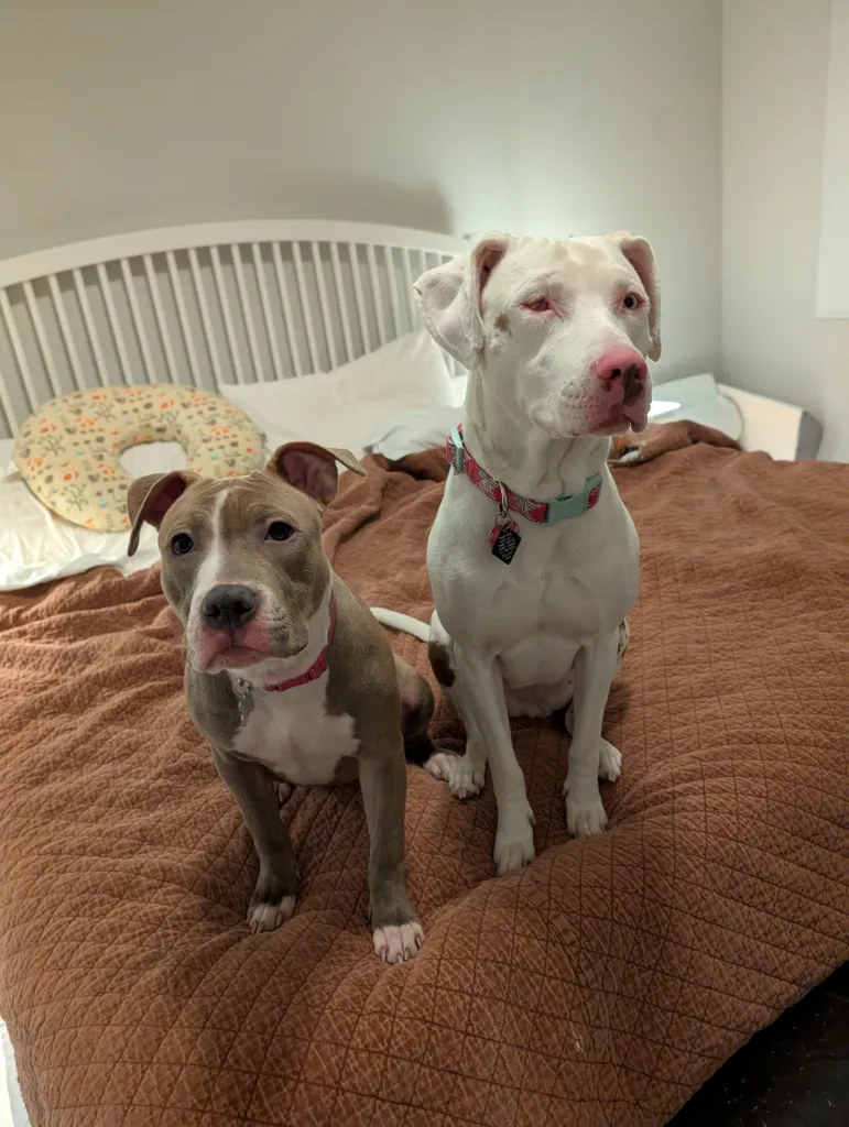 Stola, a little blue pit bull with a white chest sits next to Penny, a white hound / pit bull mix. They're on a brown comforter on a bed looking towards the camera.