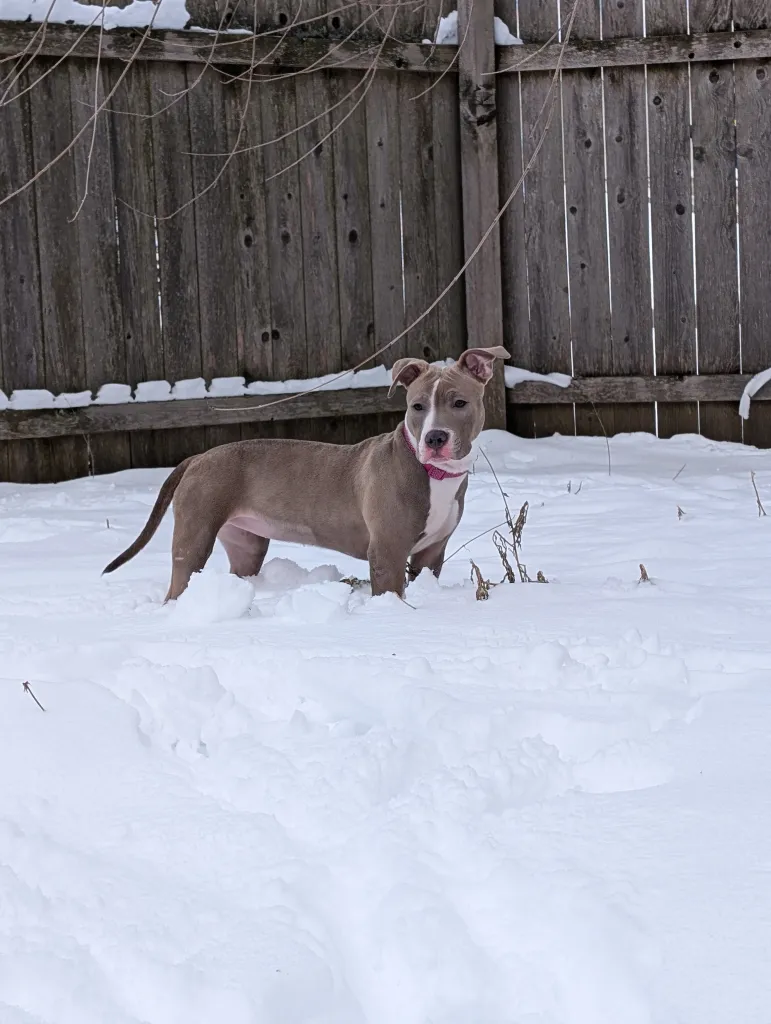 Stola, a blue pit bull with a white chest and a pink collar stands in a snow drift that's as high as her knees. She does not look happy about it.