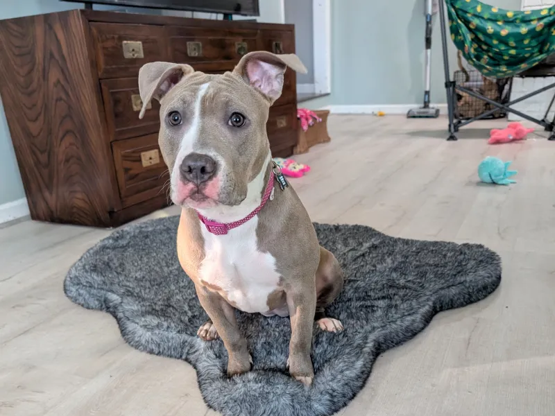 A blue and white pit bull puppy sits on a fuzzy gray dog mat in the middle of a living room floor. In the background is a TV stand, several scattered dog toys, and a vacuum propped against the wall.