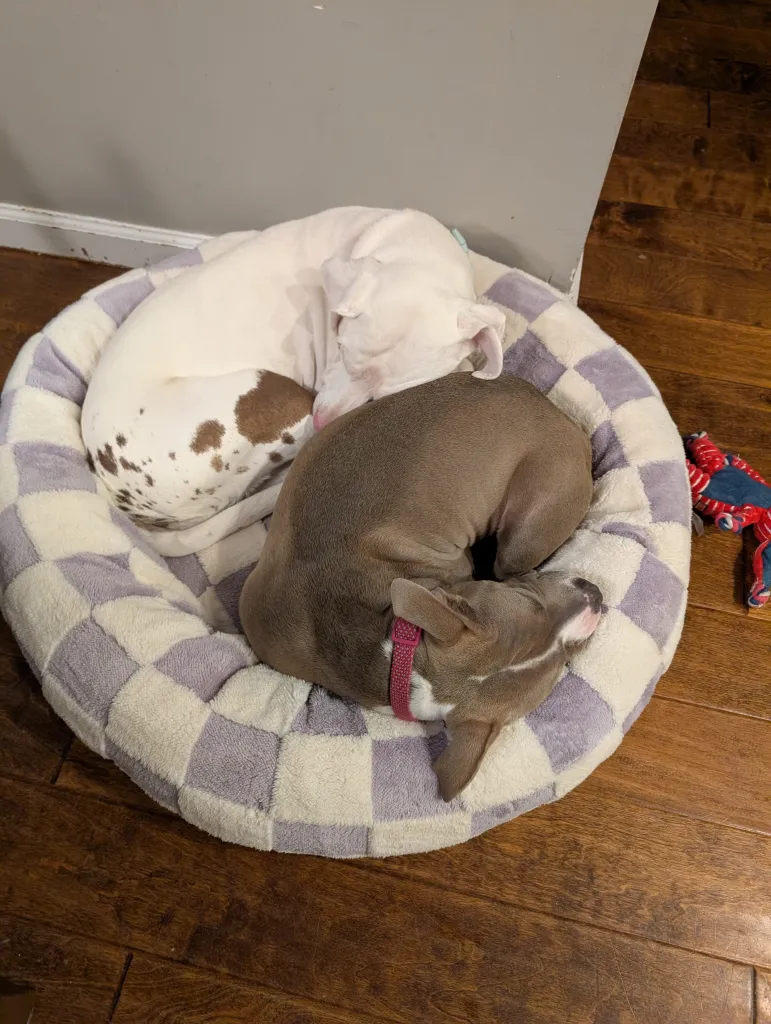 Penny, a white dog with brown speckles on her hind legs, curls up with Stola, a gray and white pit bull with a prominent pink collar. They two are snuggled on a purple and white checkered dog bed with a chewed up bunny toy on the floor beside Stola.