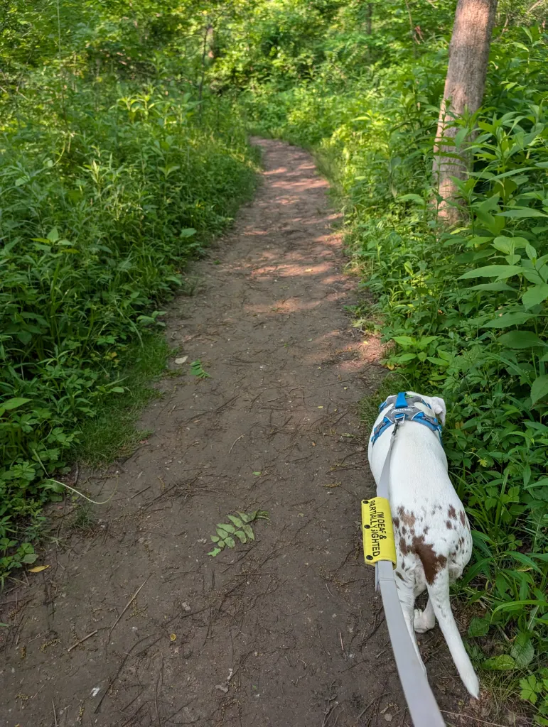 A white dog with brown spots on her hind quarters walks on the far right side of a narrow trail that curves up through greenery growing alongside. She wears a blue harness with a purple leash. On the purple leash is a yellow sleeve that reads: I'm deaf and partially sighted.