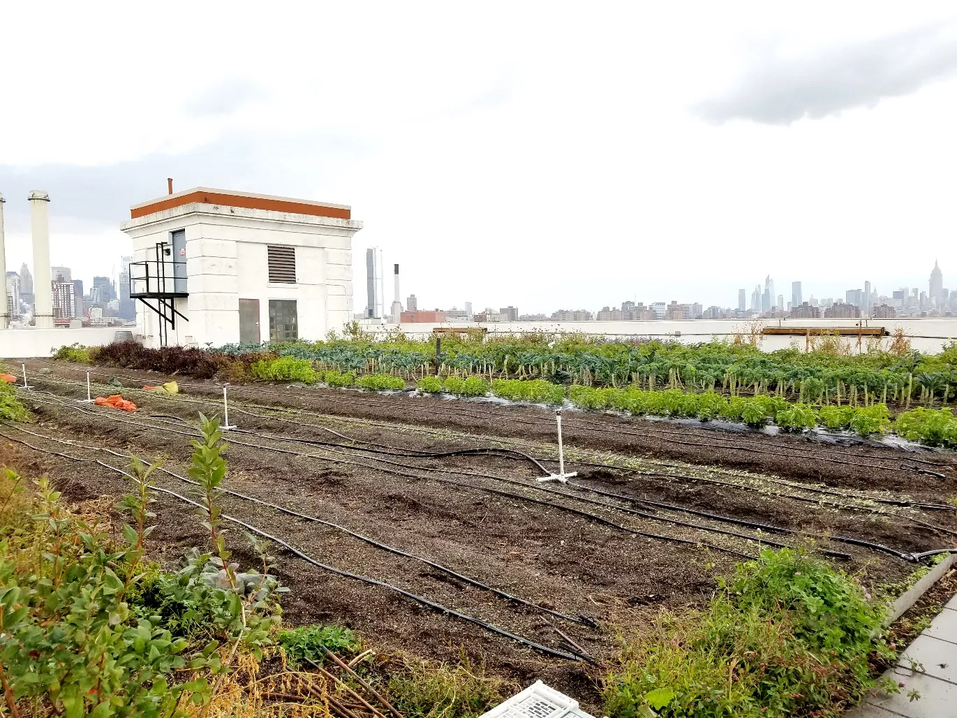 New Zealand Wine Tasting at Brooklyn Grange Rooftop Farm in New York, Wine Casual