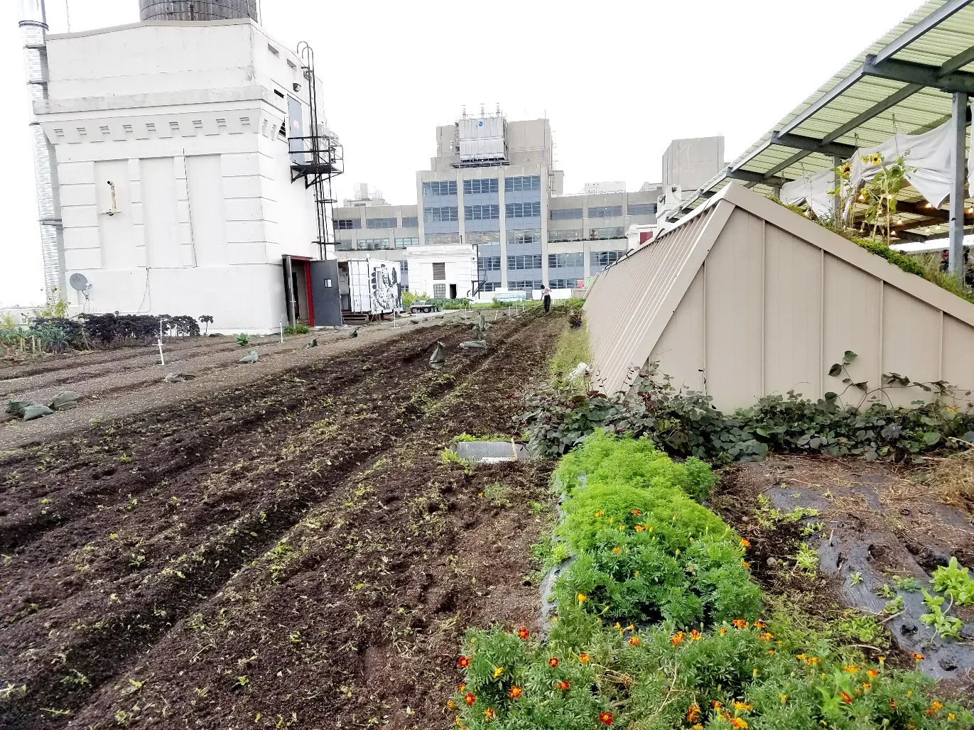 New Zealand Wine Tasting at Brooklyn Grange Rooftop Farm in New York, Wine Casual