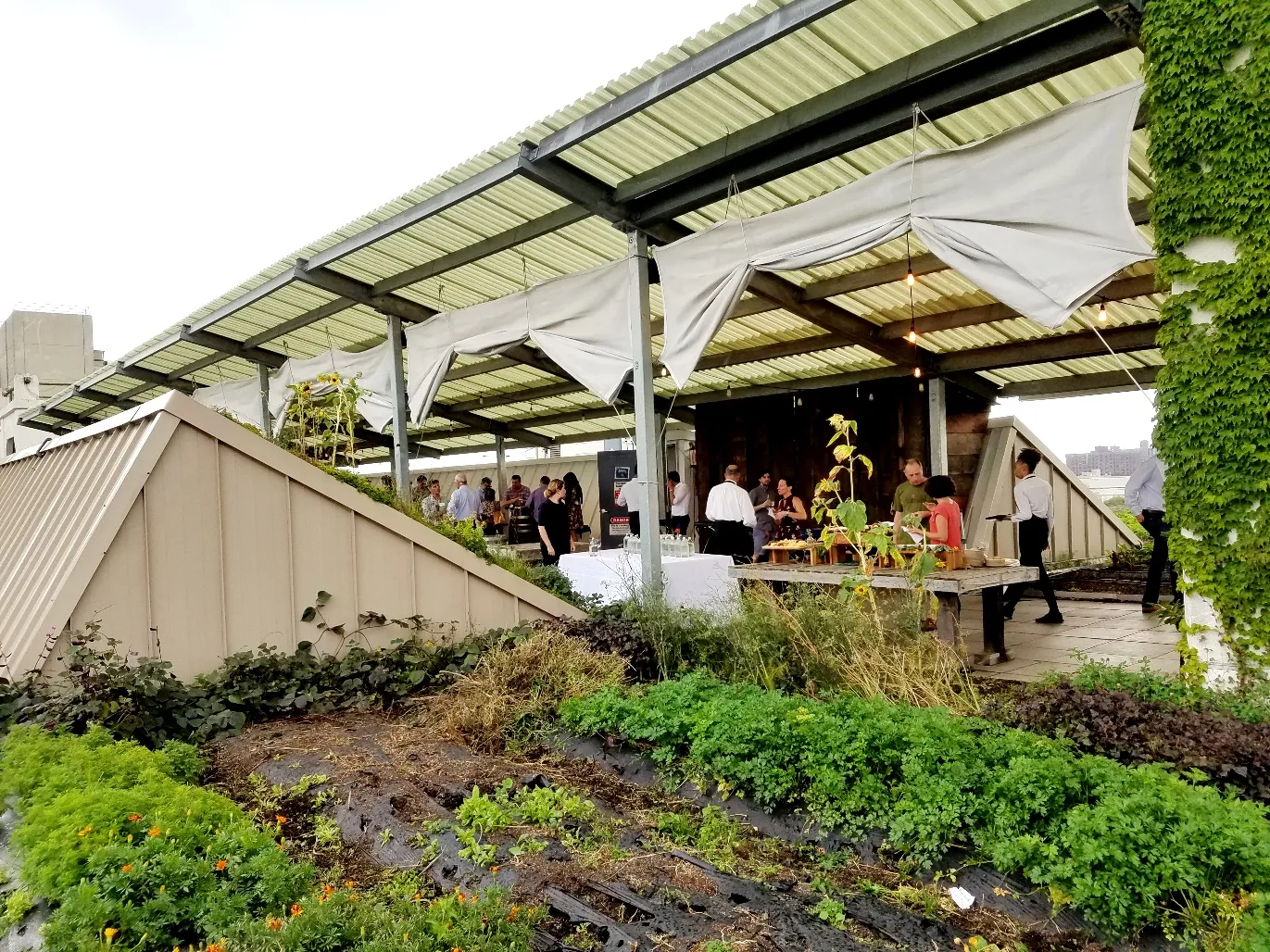 New Zealand Wine Tasting at Brooklyn Grange Rooftop Farm in New York, Wine Casual