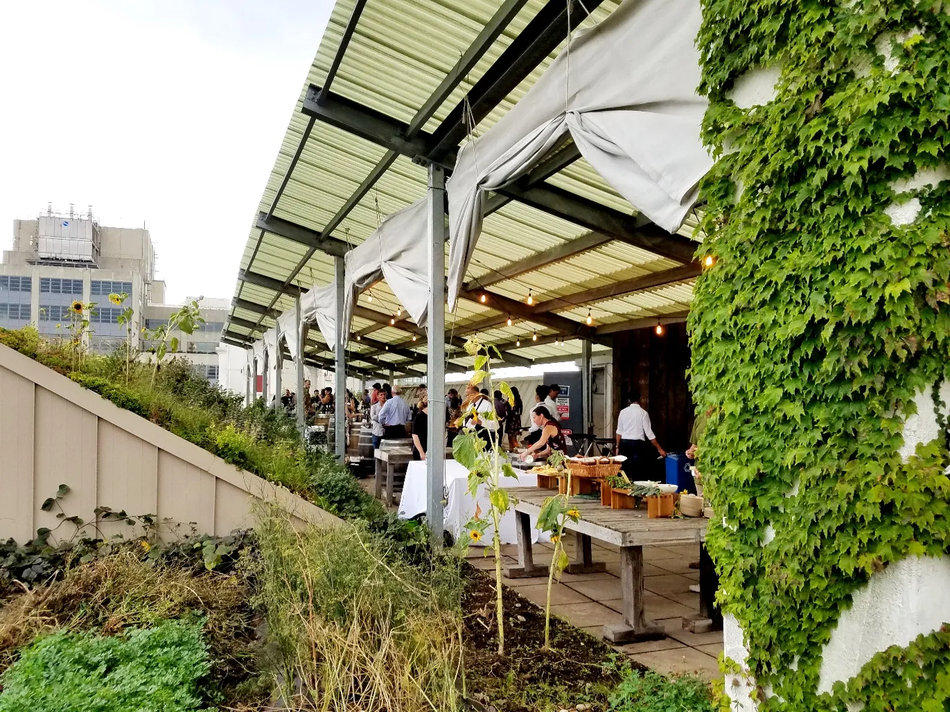 New Zealand Wine Tasting at Brooklyn Grange Rooftop Farm in New York, Wine Casual