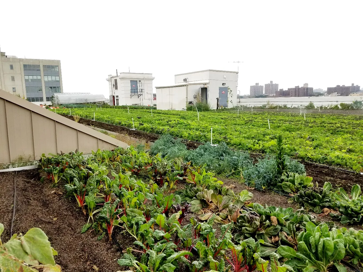 New Zealand Wine Tasting at Brooklyn Grange Rooftop Farm in New York, Wine Casual