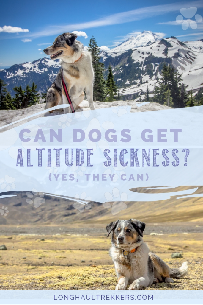 Like humans, some dogs can get altitude sickness. This post explains what signs to look for, how to reduce or prevent the symptoms, and when to see veterinary attention.