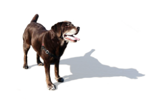 About Seattle DogSpot Page Marker