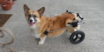 K9 Carts on Whidbey Island was the first manufacturer of dog wheelchairs.