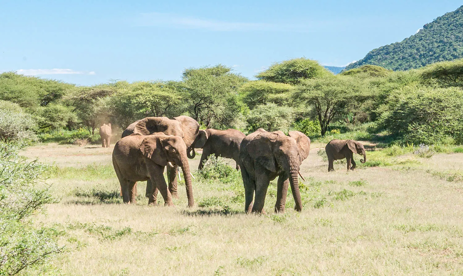 Photo guide - A safari in Tanzania - Lake Manyara National Park