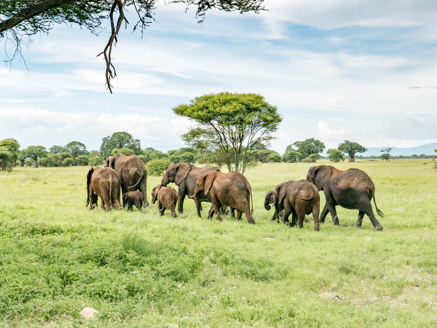 Practical guide to Tarangire National Park
