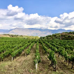 Donnafugata Wines Mount Etna