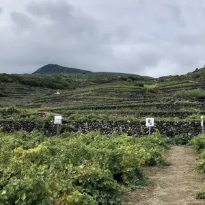 Donnafugata Pantelleria