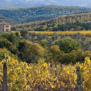 Biondi-Santi: The Legacy That Defines Brunello