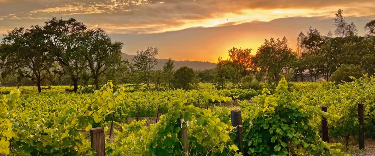 The Soul of St. Helena: Titus Vineyards and the Art of Cabernet