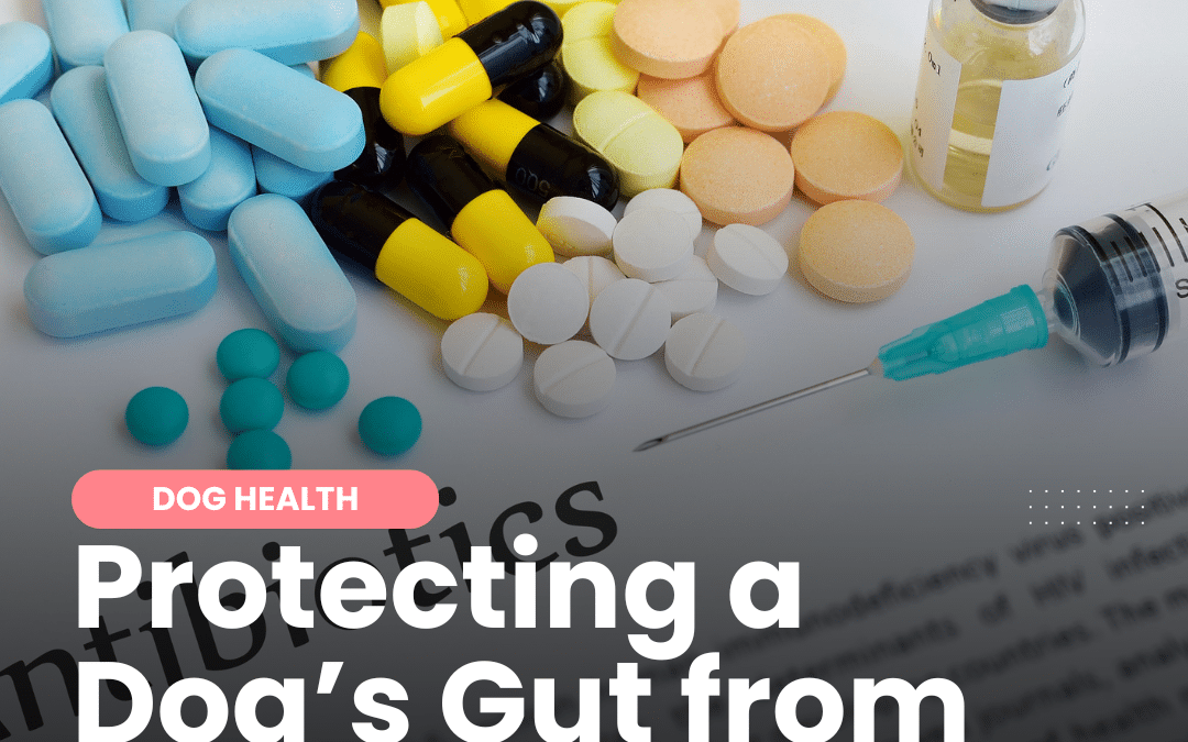 How to Protect Your Dog’s Gut from Antibiotics