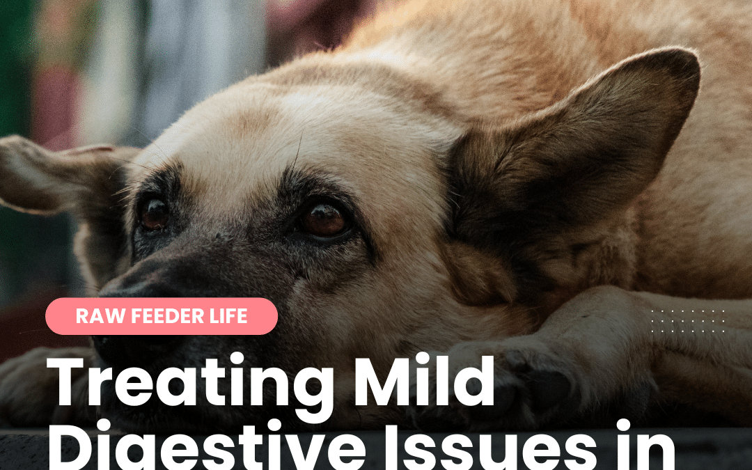Home Remedies for Treating Mild Digestive Issues in Dogs