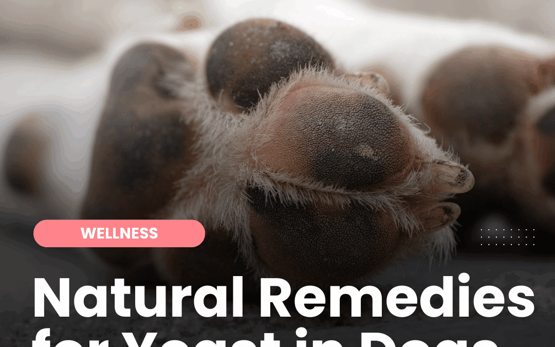 Natural Remedies for Topical Yeast Infections in Dogs