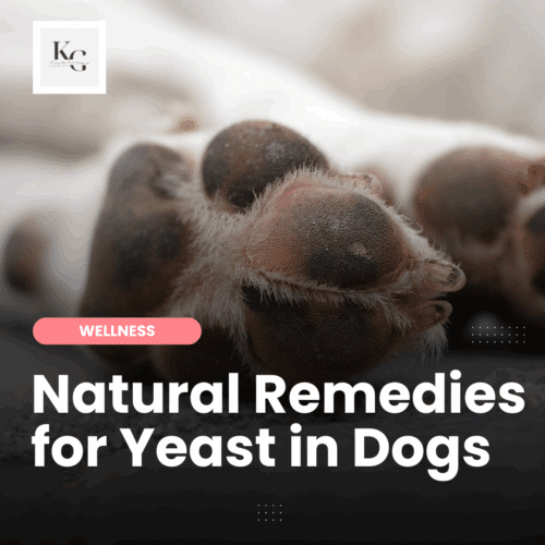 Homemade Remedies for Yeast Issues | Keep the Tail Wagging | Raw Feeder Life Natural, homemade remedies to treat yeast infections in dogs—learn causes, symptoms, and safe ways to soothe itchy, irritated skin from the inside out.